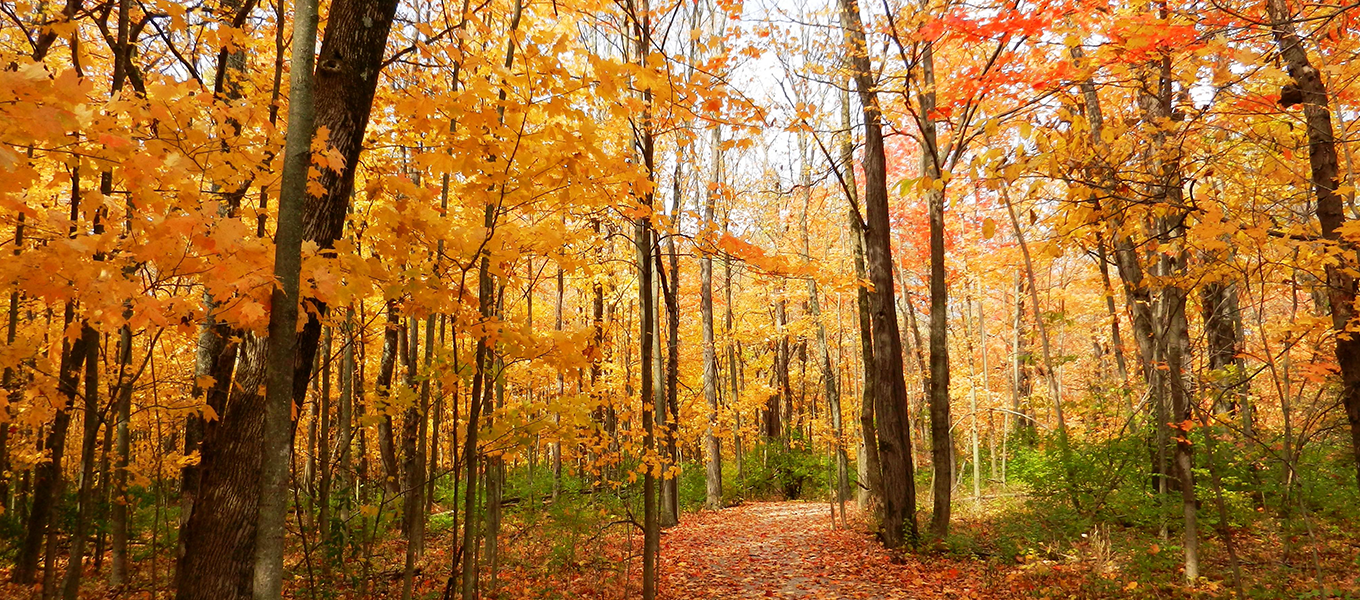 Gallant Woods Park Preservation Parks of Delaware County