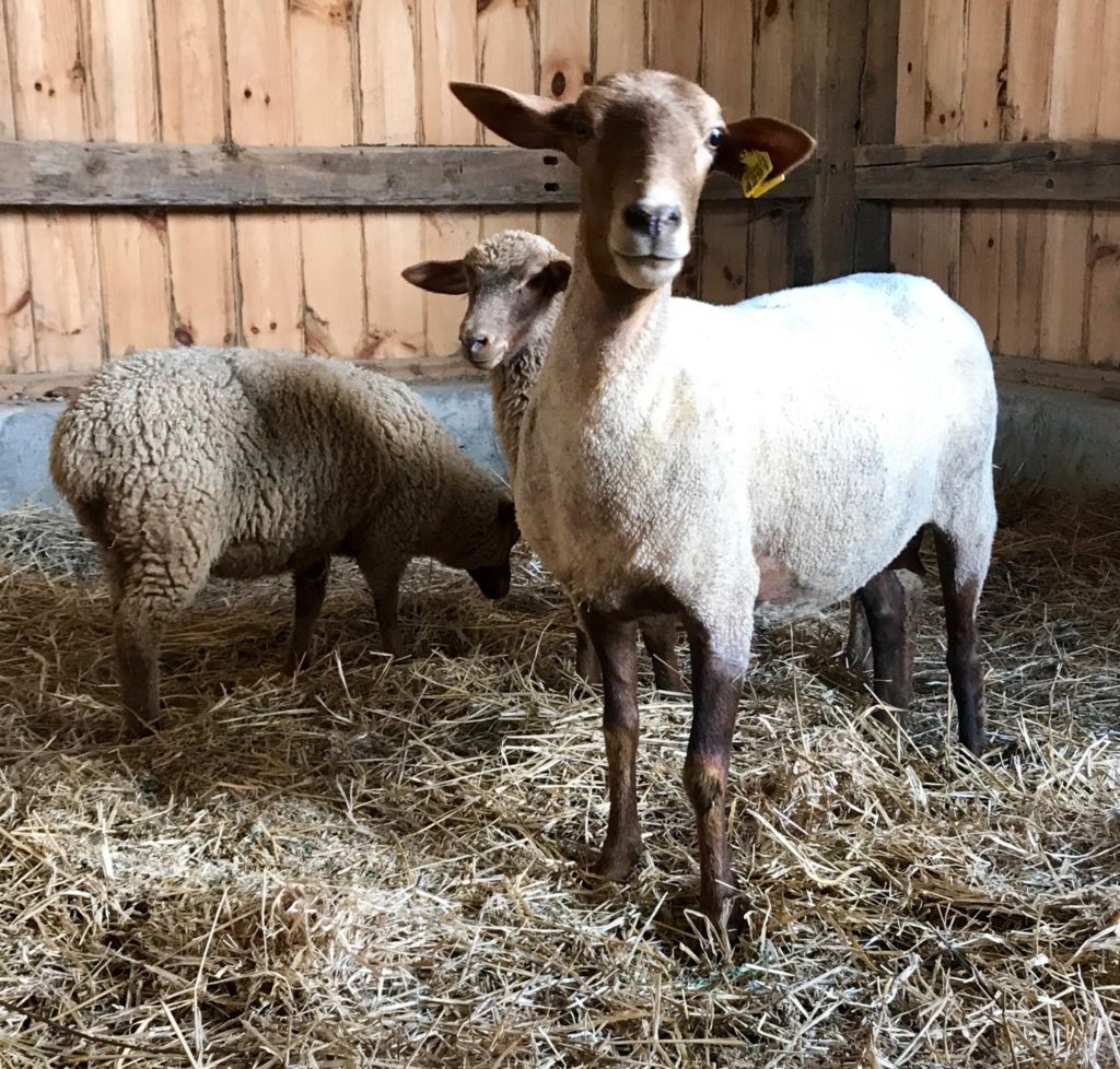 Baaaaa! We have sheep at Gallant Farm Preservation Parks of Delaware