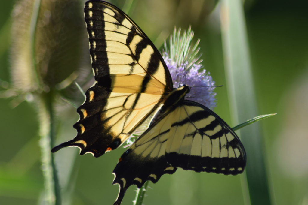 Birds do it, bees do it ... - Preservation Parks of Delaware County