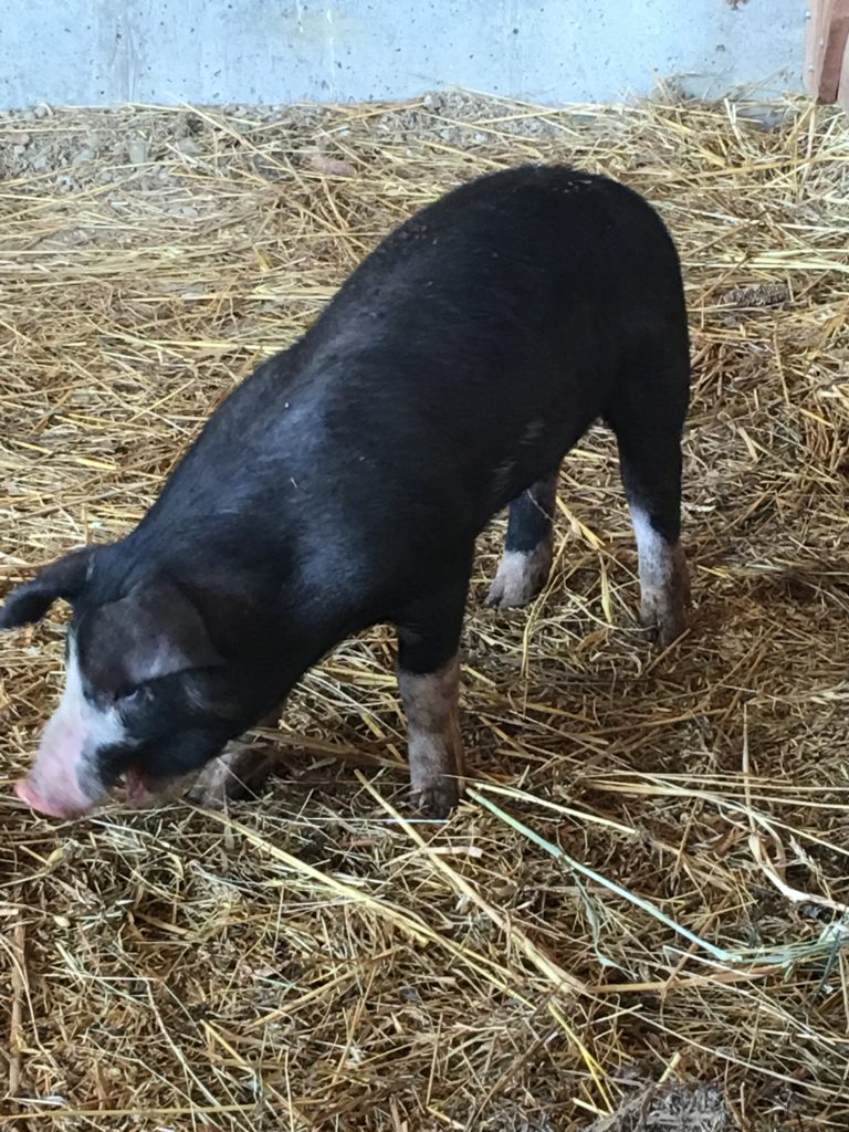 New additions to Gallant Farm Preservation Parks of Delaware County