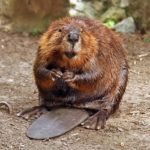 Image: beaver
