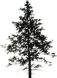 Picture of an eastern hemlock tree silhouette