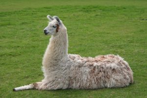 picture of an alpaca