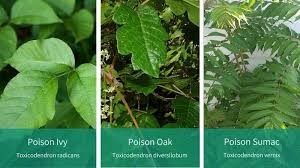 Poison Ivy?.... Poison Oak?.... Poison Sumac? - Preservation Parks of ...