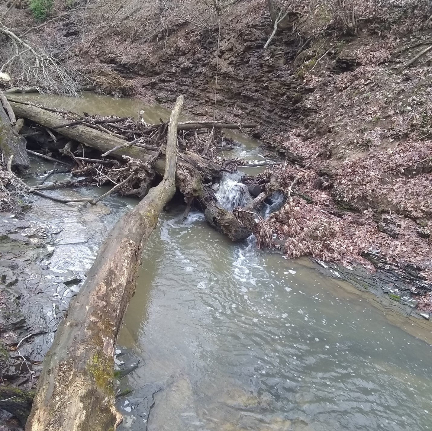 Log Jams Good After All? Preservation Parks of Delaware County