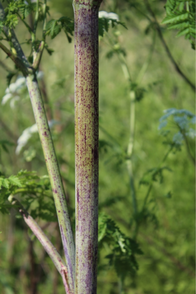 Be on the Lookout for Poison Hemlock! - Preservation Parks of Delaware ...