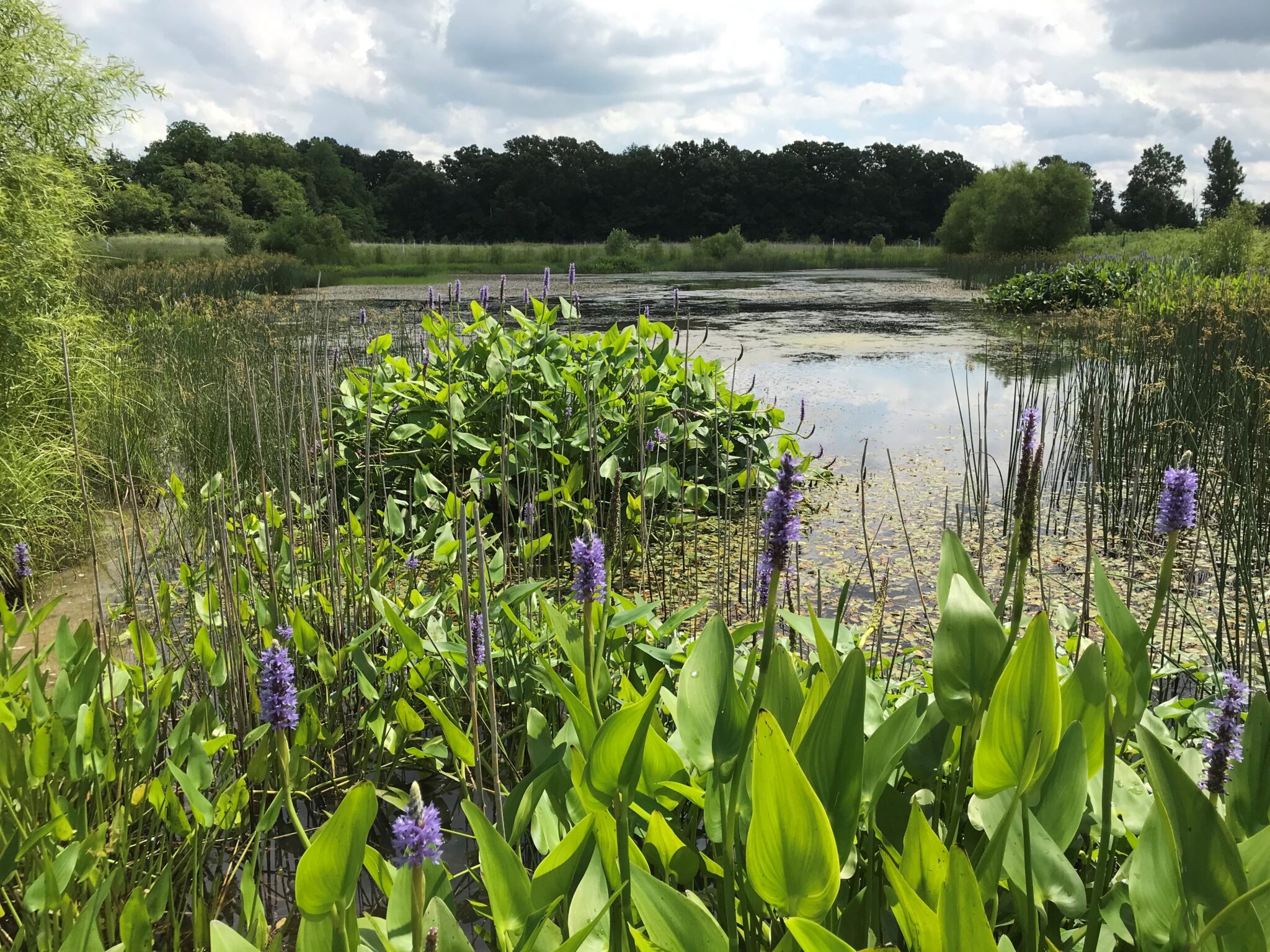Gallant Woods Park Preservation Parks of Delaware County