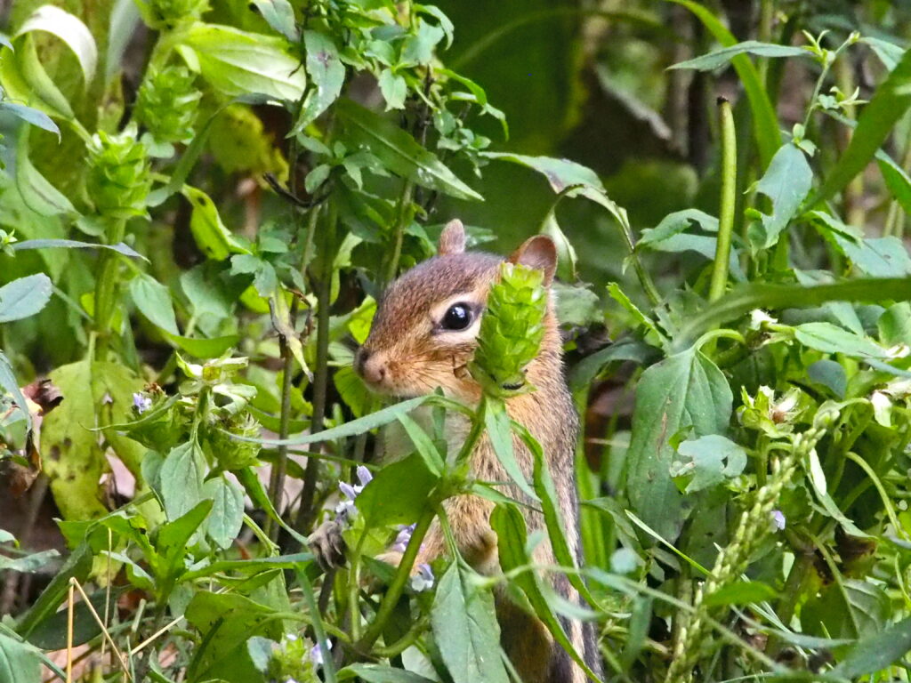 chipmunk in green foliage