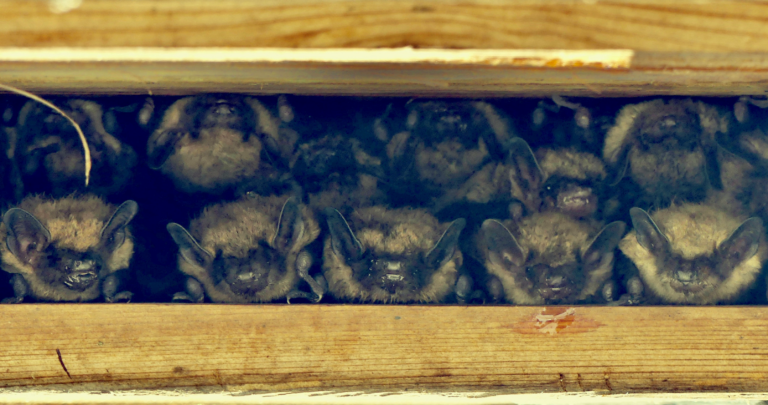Bat Week - Preservation Parks of Delaware County