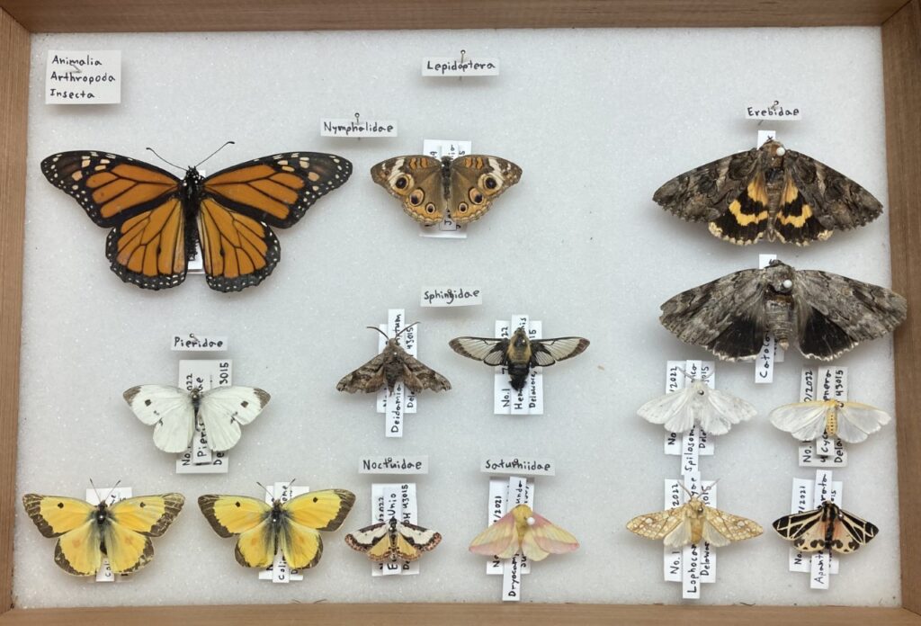 Collecting Insects: The Joys of Taxonomy and Diversity - Preservation ...
