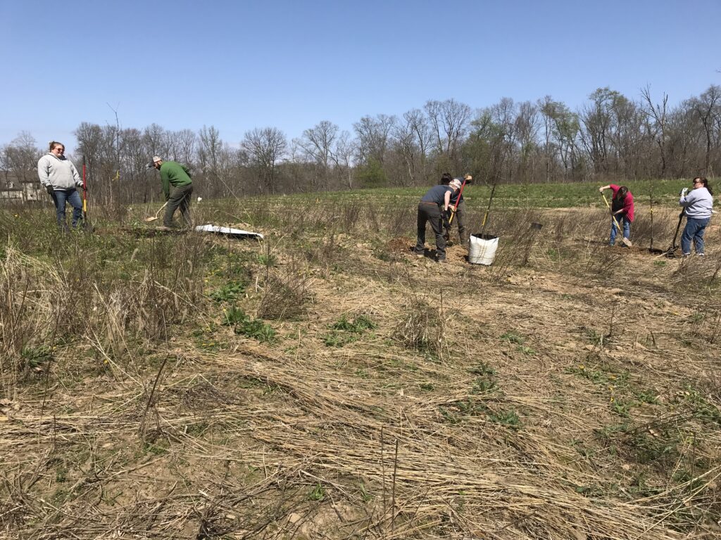 Park staff and volunteers planting trees at future McCammon Creek Park along Bale Kenyon Road