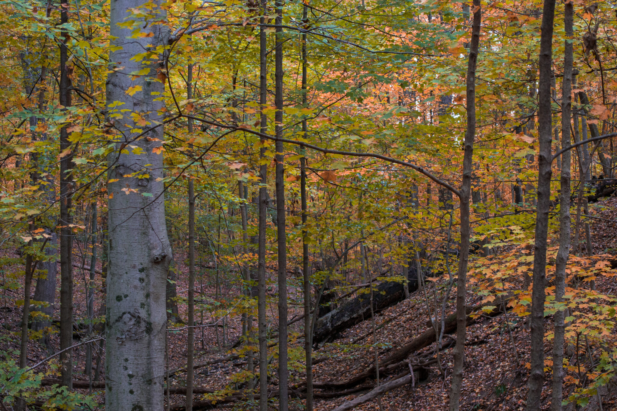 Hogback Ridge Park History - Preservation Parks of Delaware County