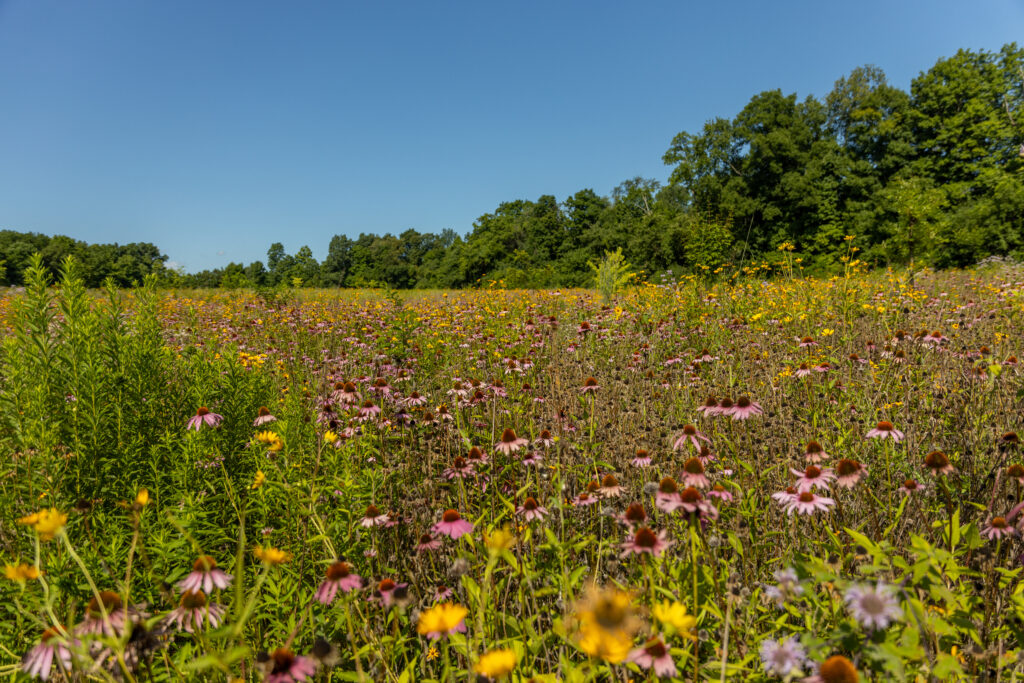 Wildflower fields at McCammon Creek Park