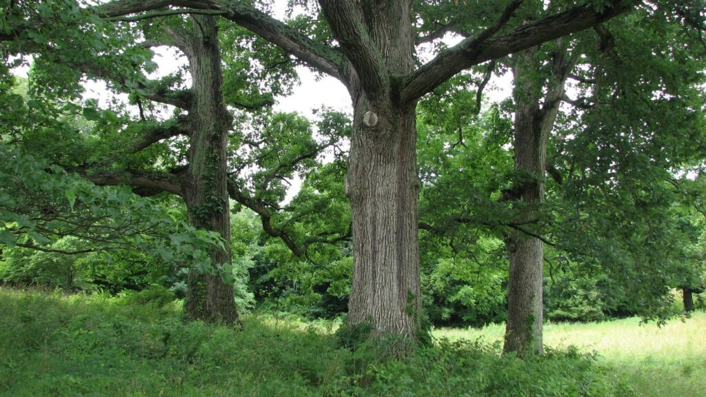 Oak tree grove