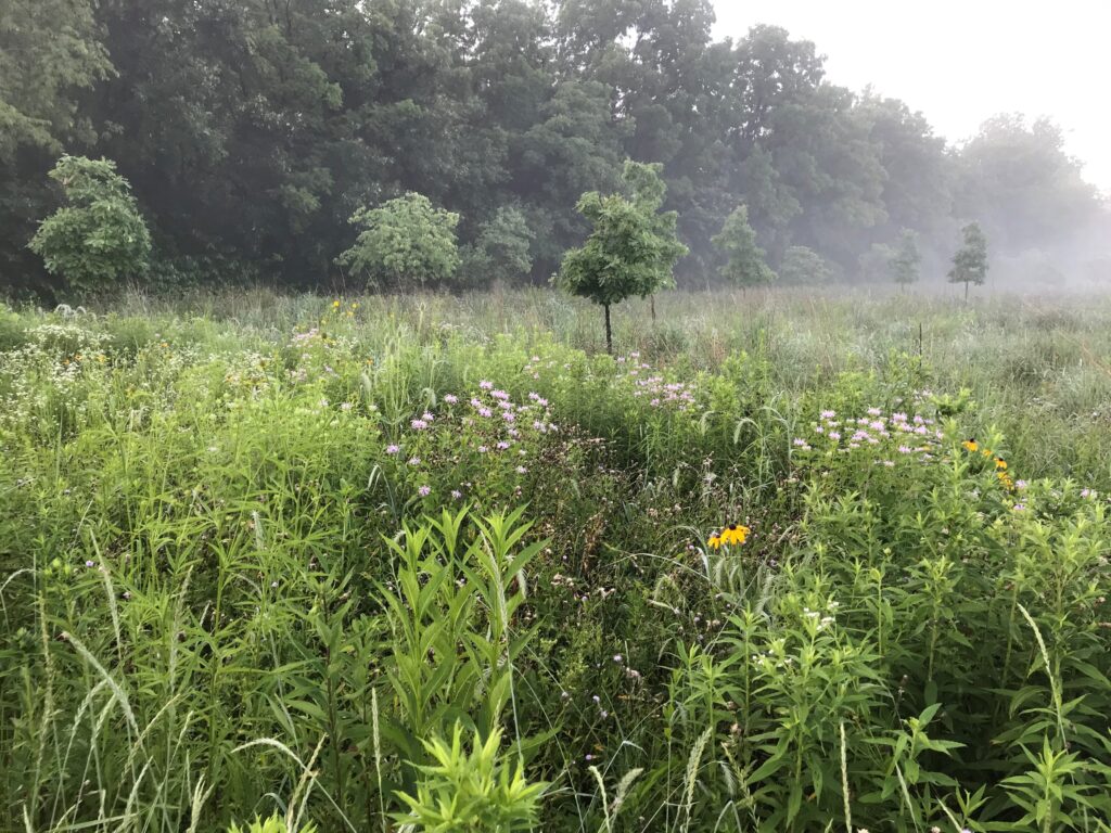 Reforestation