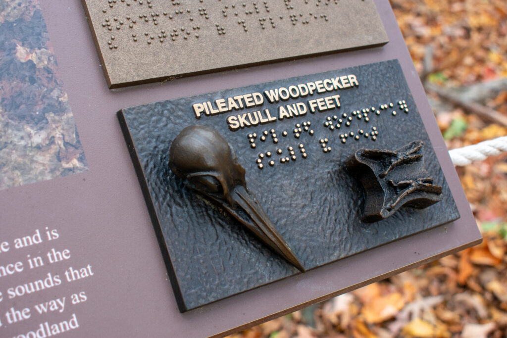 detail of sounds of the forest sign with tactile woodpecker skull and feet