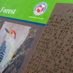 details of braille on sounds of the forest sign