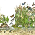 illustration of wetland biodiversity