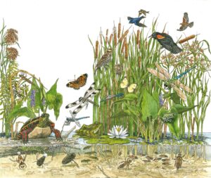 illustration of wetland biodiversity
