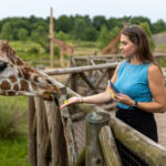 guest feeding giraffe