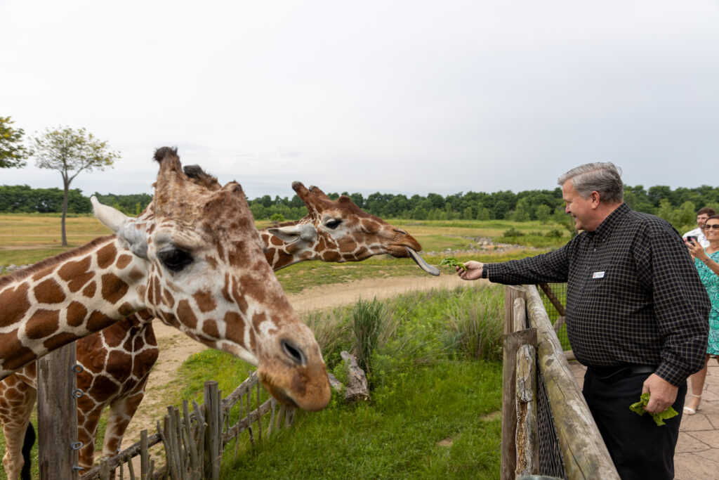guest feeding giraffe