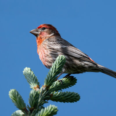 Image for choice number 1