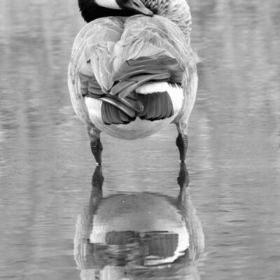 Image for choice number 2