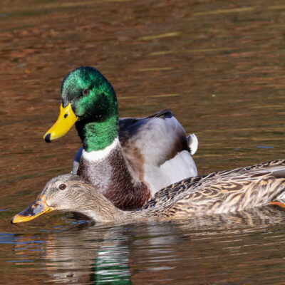 Image for choice number 9