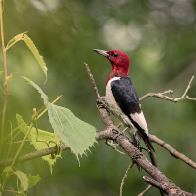 Image for choice number 10