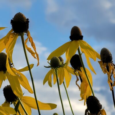 Image for choice number 8