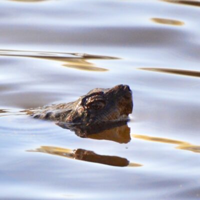 Image for choice number 1