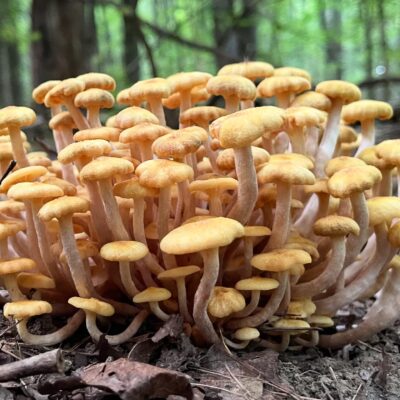 Image for choice number 3