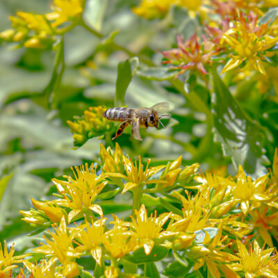 Image for choice number 4