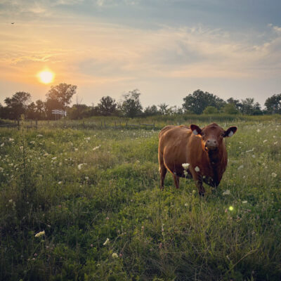 Image for choice number 6