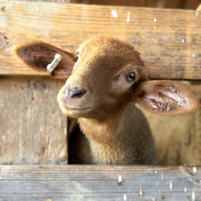 Image for choice number 7