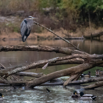 Image for choice number 8