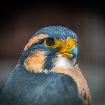 Image for choice number 4