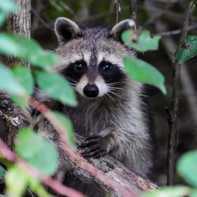 Image for choice number 5