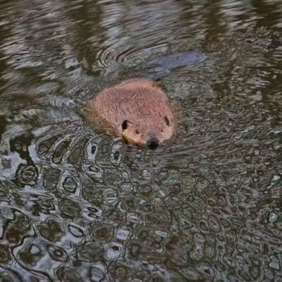 Image for choice number 7