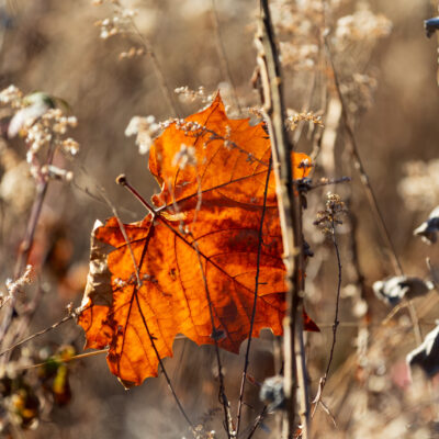 Image for choice number 1