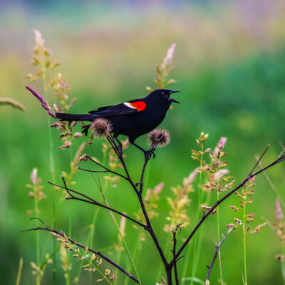 Image for choice number 6