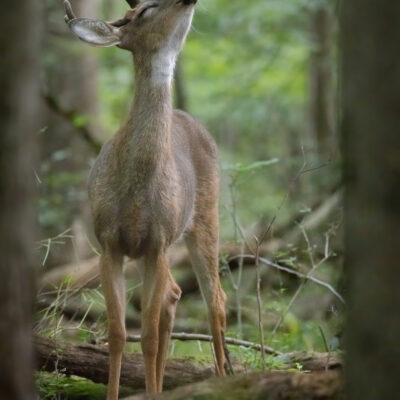 Image for choice number 10