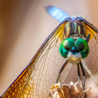 Image for choice number 7