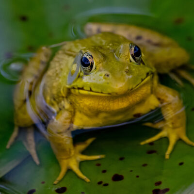 Image for choice number 10