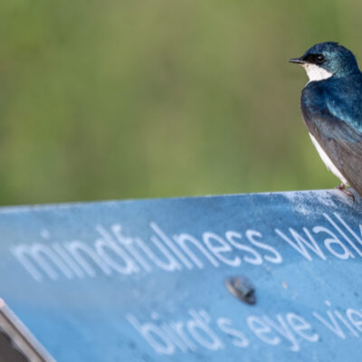 Image for choice number 9