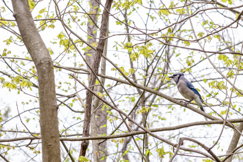 bluejay in tree