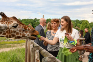 guests feeding giraffe